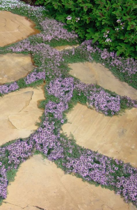 Elfin Creeping Thyme - Halifax Perennials Inc. Thyme Plant, Creeping Thyme, Garden Stepping Stones, Garden Steps, Stone Path, Ground Cover Plants, Have Inspiration, Garden Pathway, Garden Path