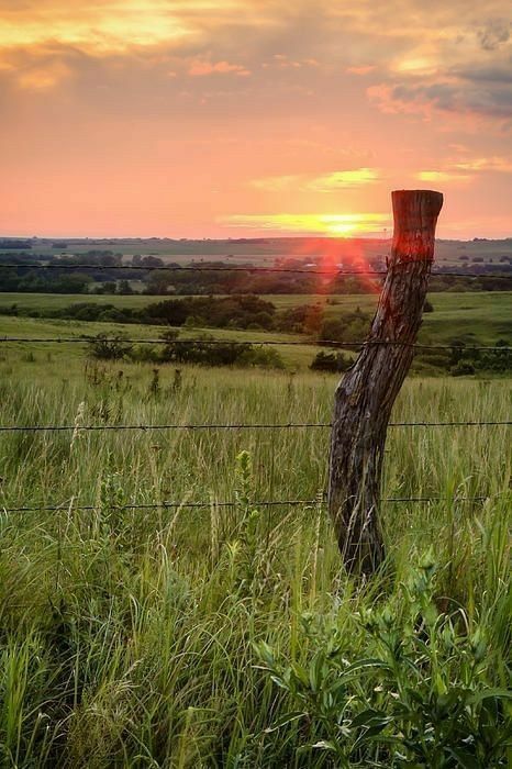 Fence Photography, Stole Ideas, Hedge Trees, Bean Photography, Wooden Fence Posts, Country Fences, Flint Hills, Natural Fence, Cheap Fence