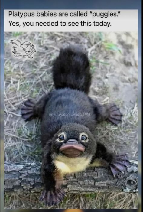 Writing Stuff, Cute Animals Images, Funny Animal Jokes, Platypus, Silly Animals, Cute Wild Animals, Cute Animal Photos, Animal Jokes, Cute Animal Pictures