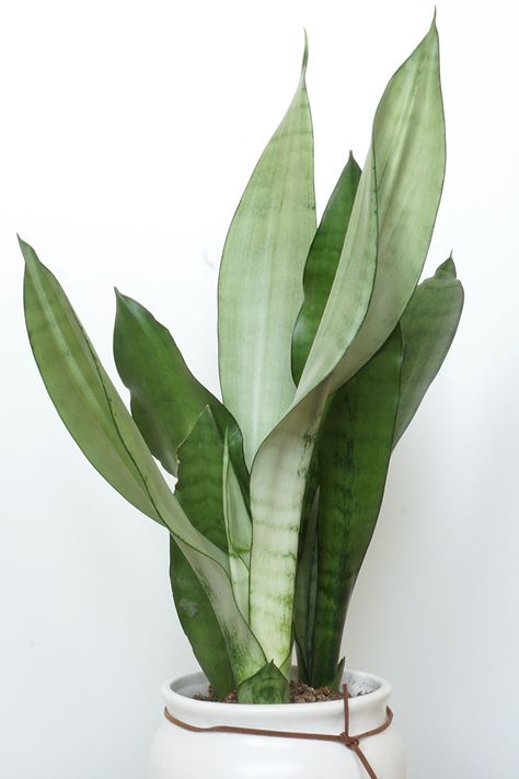 21 Different Varieties of Snake Plants to Grow Indoors | Gardener’s Path Sanseveria Plants, Plants To Grow Indoors, Snake Plant Varieties, Nursery Plants, Sansevieria Plant, Indoor Oasis, Household Plants, Snake Plants, Succulent Planters