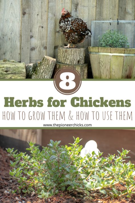 Foods To Grow For Chickens, What To Grow For Chickens To Eat, Herbs Good For Chickens, What To Grow To Feed Chickens, Best Herbs For Chickens, Herbs For Chickens Coop, Chicken Herb Garden, Plants For Chickens To Eat, All About Chickens