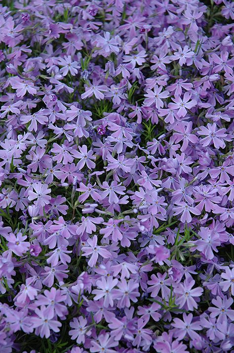 Phlox Ground Cover, Phlox Subulata, Moss Phlox, Garden Border Edging, Phlox Flowers, Landscape Nursery, Low Water Gardening, Creeping Phlox, Alpine Garden