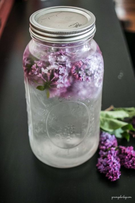 Lilac Water, Water Infusion, Lilac Bush, Edible Flowers Recipes, Foraging Recipes, Essence Water, Lavender Water, Lilac Tree, Herbal Recipes