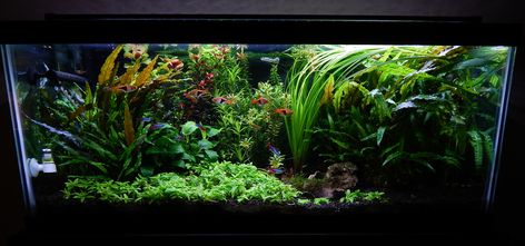 20 Long Planted Tank, 20 Long Aquascape, 20 Gallon Planted Aquarium, 30 Gallon Fresh Water Fish Tank Ideas, 20 Gallon Long Aquarium Ideas, Long Aquarium, 20 Gallon Fish Tank, 20 Gallon Long Aquascape, 20 Gallon Aquascape