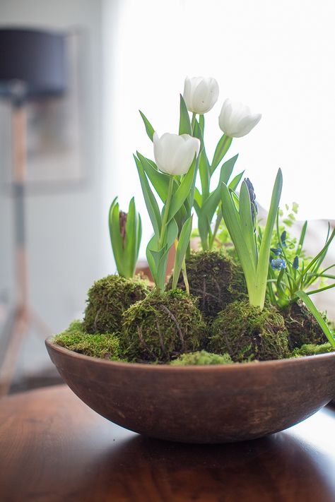 Spring bulbs Kokedama arrangement Japanese Kokedama, Japanese Moss Balls, Garden Details, Indoor Window, Spring Decorating, Lucky Bamboo, Moss Garden, Moss Balls, Moss Art