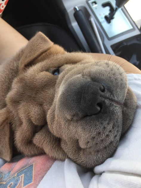 16 Reasons Why You Should Never Own Shar Pei – Page 2 – The Paws Chinese Shar Pei Puppies, Shar Pei Tattoo, Blue Shar Pei, Shar Pei Puppies, Future Son, Shar Pei Dog, Chinese Shar Pei, Very Cute Puppies, Gamer Boy