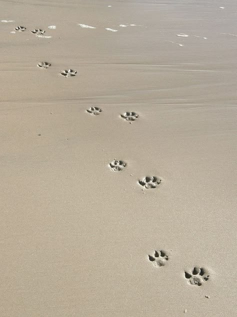 Sandy paws make happy hearts. Don't leave your best friend at home on your next Emerald Isle vacation - explore our pet-friendly vacation rentals and bring fido with! Beach Dogs, Peaceful Beach, Dog Friendly Beach, Beach Dog, Dog Photoshoot, 강아지 그림, I Love The Beach, Chinese Crested, Dog Beach