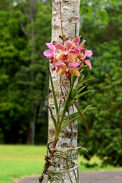 Vanda au natural | Vanda on pink blossoming Euodia, a butter… | Flickr Orchid Garden Ideas, Hanging Orchid, Mini Orquideas, Orchid Seeds, Beautiful Outdoor Living Spaces, Vanda Orchids, Flowers Growing, Rare Orchids, Orchid Garden