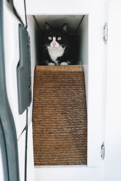 Tips for traveling with your cat in a car! Life Crisis, Van Living, Sprinter Van, Off Grid Living, Car Camping, Mini Van, Van Life, Cool Cats, Helpful Hints