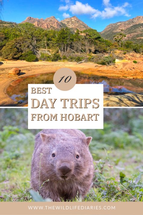 Before you plan your Hobart itinerary, check out these fabulous day trips from Hobart to explore Tasmania's stunning East Coast Hobart City, Hobart Australia, Tasmania Hobart, Tasmania Travel, Bruny Island, Hobart Tasmania, Wildlife Travel, Port Arthur, Tasmania Australia