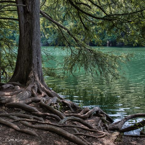 Roots Of A Bald Cypress Tree, Red Bud Isle, Austin, Texas | Flickr Bald Cypress Tree, Granite Blocks, Lady Bird Lake, Bald Cypress, Lake Austin, Red Bud, Cypress Trees, Lady Bird, Austin Texas