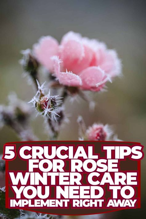 Winter Care for Roses: 5 Essential Tips for Proper Rose Maintenance Caring For Roses Bushes, How To Trim Rose Bushes For Winter, Winterize Rose Bush, Taking Care Of Rose Bushes, How To Prune Roses For Winter, Preparing Roses For Winter, Rose Bush Care, Compost Soil, Rose Care