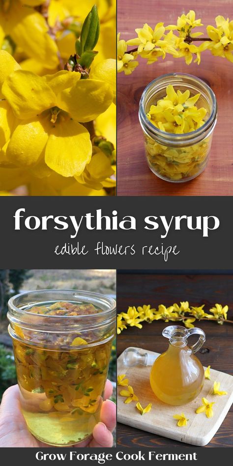 Syrup Recipe Homemade, Honey Syrup Recipe, Forsythia Flower, Homemade Simple Syrup, Flowers Recipes, Edible Flowers Recipes, Herbal Medicine Recipes, Wild Food Foraging, Herbal Remedies Recipes