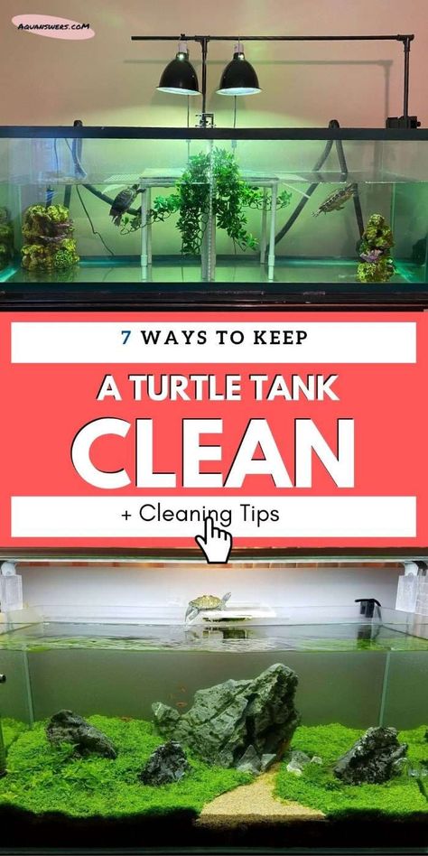 Turtle Tank Cleaning Hacks, Outdoor Turtle Habitat Diy Pond Ideas, Yellow Bellied Slider Habitat, Diy Aquatic Turtle Habitat, Aquatic Turtle Habitat Ideas Indoor, Indoor Turtle Pond, Aquatic Turtle Tank Ideas, Turtle Setup, Aquatic Turtle Habitat