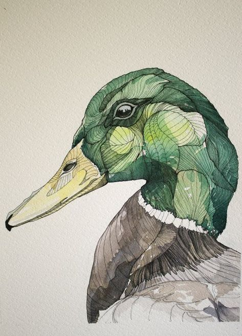 Birds Reference, Pencil Picture, Watercolor Wildlife, Nz Birds, Duck Drawing, Painting Pencil, Animal Illustration Art, Pen Drawings, Famous Paintings