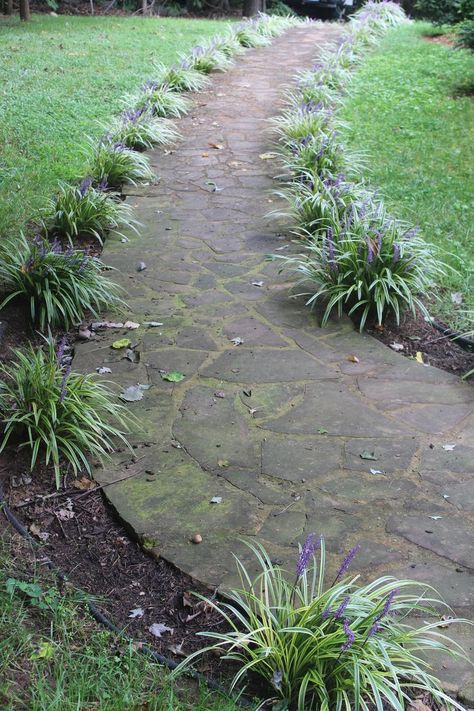 Monkey grass border Sidewalk Landscaping, Grass Border, Monkey Grass, Rock Landscaping, Grasses Landscaping, Landscape Edging, Easy Care Plants, Stone Path, Backyard Fences