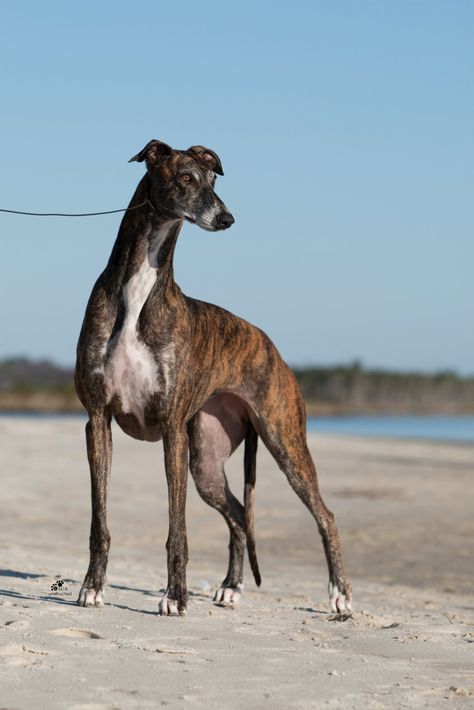 Greyhound Breed, Greyhound Pictures, Grey Hound, Impossible Pie, Greyhounds Racing, Bully Dog, Grey Hound Dog, Italian Greyhound, Hound Dog