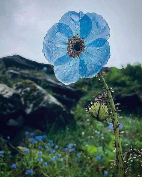 Blue Poppies, Valley Of Flowers, Blue Poppy, Eco Friendly Travel, Poppy Flower, Painting Projects, Flowers Photography, Himalayan, Amazing Nature