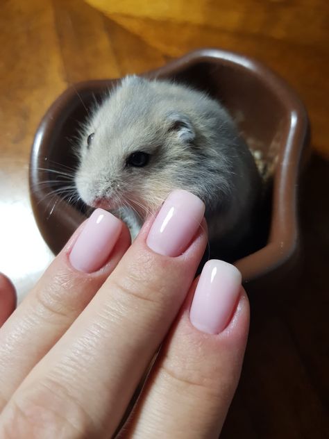 Hamster Nails, Finger Nails, Nail Nail, Nails Desing, Nail Designs, Nails, Design