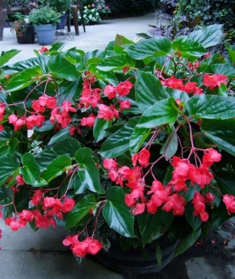 Dragon Wing® Begonia Dragon Wing Begonia, Begonia Dragon, Dragon Wing, Plant Varieties, White Flies, Plants For Hanging Baskets, Powdery Mildew, Dragon Pictures, Starter Plants