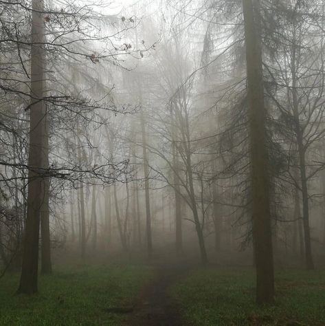 Supernatural Forest Aesthetic, Fog Forest, Outside View, Widget Board, Dark Forest Aesthetic, Edge Of The Universe, Foggy Weather, Foggy Mountains, Foggy Forest