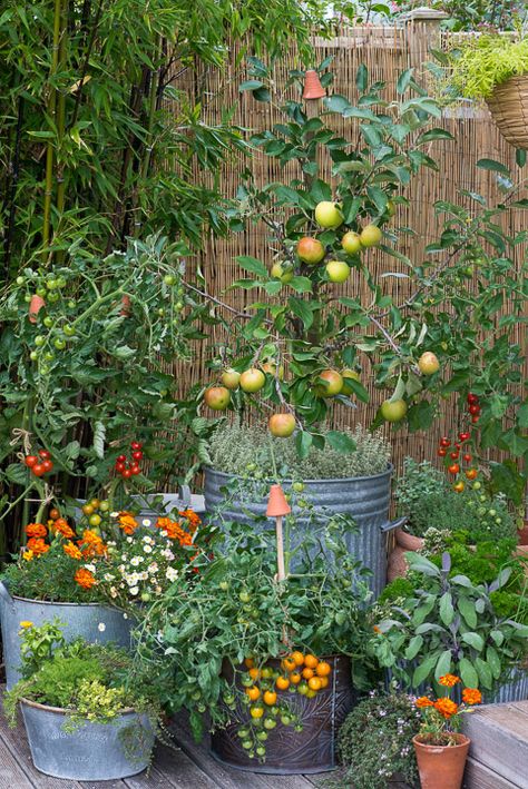 Hanging Plants Flowers Outdoor, Veggie Garden Pots, Florida Container Garden, Growing Plants In Pots, Pots Around Tree, Small Backyard Container Garden, Terra Cotta Pots Garden Patio, Beautiful Container Gardens, Small Veg Garden