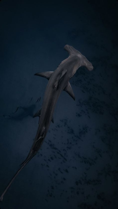 Fishing Wallpaper Iphone, Fishing Wallpaper, Pretty Ocean, Dreamy Images, Shark Stuff, Spiderman Venom, Marine Wildlife, Shark Bait, Biology Art