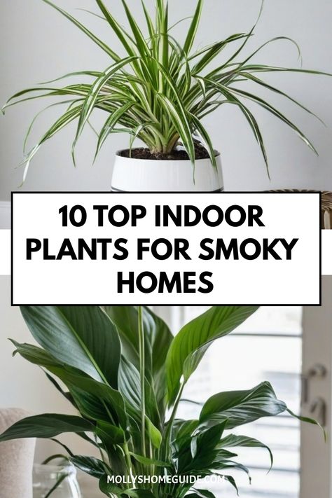 Discover the best indoor plants for smokers that can also purify your air effectively. Improve your indoor air quality with these low-maintenance plants perfect for new homeowners. Consider air-purifying houseplants like spider plants or gerbera daisies to remove toxins from the air and enhance lung health. Explore natural humidifier plants such as ferns, which not only beautify your space but also contribute to cleaner, fresher air indoors. Lung Health, Natural Air Purifier, Areca Palm, Remove Toxins, Rubber Plant, Gerbera Daisies, Air Purifying, Best Indoor Plants, Peace Lily