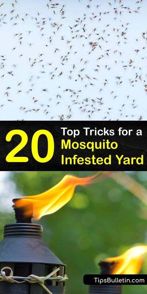 No one wants their outdoor party ruined by biting insects. Discover easy ways to avoid a mosquito bite and stop mosquito breeding in your yard by implementing vector control through homemade repellents. #mosquito #insects #infestation Outdoor Bug Control, Yard Mosquito Repellent, Organic Mosquito Yard Spray, What Repels Mosquitos, How To Get Rid Of Mosquitos In Yard Diy, Patio Mosquito Repellent, How To Get Rid Of Mosquitoes In Yard, Kill Mosquitos In Yard, Outdoor Mosquito Control