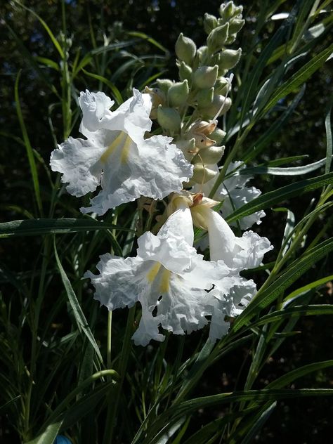 Chilopsis Linearis, Desert Willow, Types Of Plants, Native Plants, Nativity, Plants, Flowers