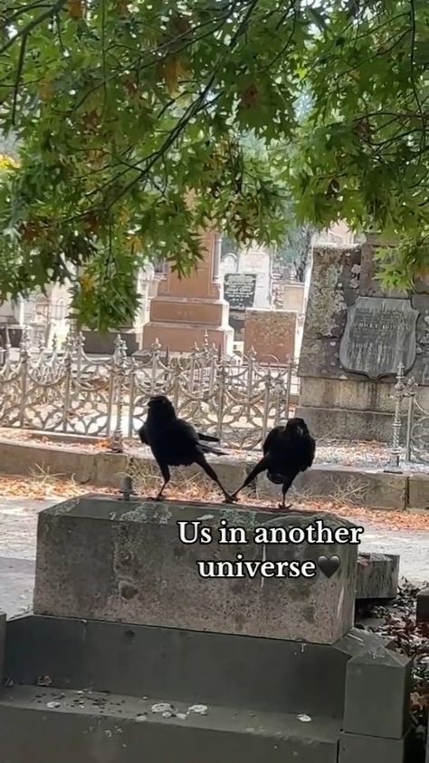 All Posts • Instagram Two Crows, Crow Pictures, In Another Universe, Another Universe, Being In Love, Next Tattoo, Funny Birds, Two Birds, Silly Animals