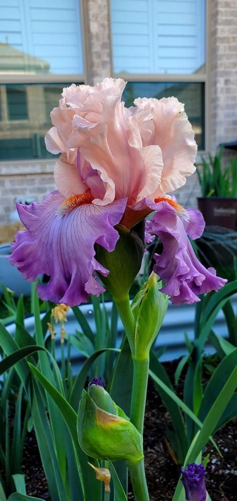 Photo of Tall Bearded Iris (Iris 'Marrying Kind') uploaded by javaMom Iris Flowers Aesthetic, Bearded Iris Flowers, Iris Flowers Garden, Purple Iris Flowers, Pink Iris, Flower Identification, Iris Painting, Tall Bearded Iris, Blue And Purple Flowers