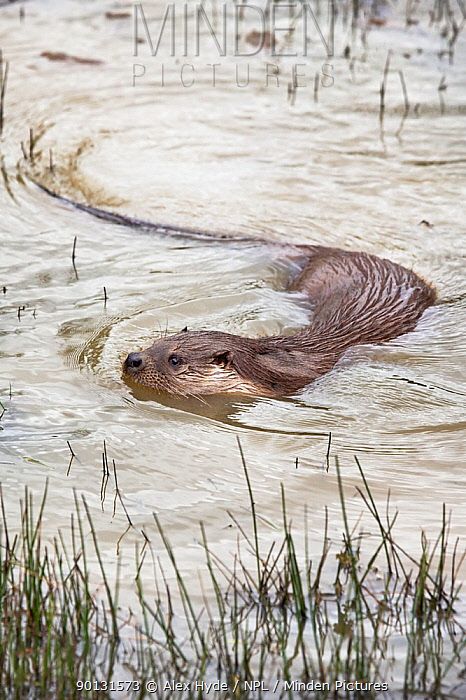 Otter Tattoo, Otter Drawing, Baby Sea Otters, What A Wonderful Life, Otter Love, Baby Otters, River Otter, British Wildlife, Sea Otter