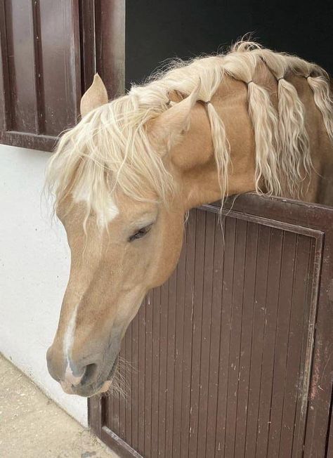 Cavalo Palomino, Horses Aesthetic, Palomino Horse, Horse Aesthetic, Brown Horse, Equestrian Life, Cute Horses, Horse Life, Pretty Horses