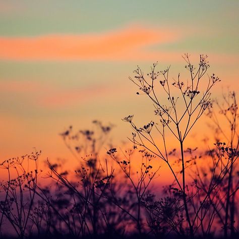 Dusk Background, Sleep Images, Dusk Aesthetic, Dusk Landscape, Silhouette Nature, Background References, Evening Sky, Sun Goes Down, Orange Crush