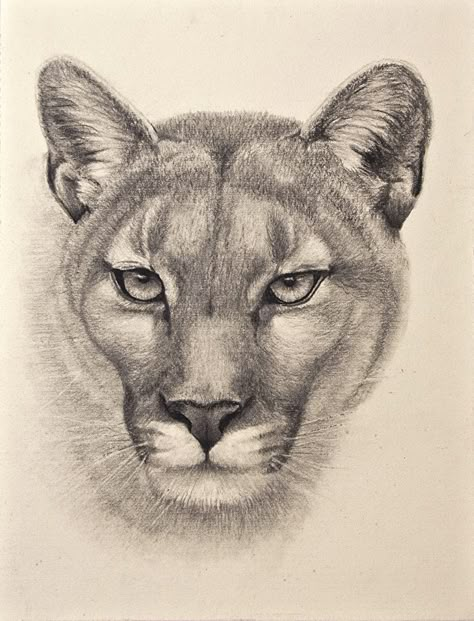 Cougar by Cindy Nowotny, Graphite and Charcoal Drawing, 11 x 8.5 Cougar Art, Family Drawings, Lion Sketch, Pencil Drawings Of Animals, Pencil Lead, Cat Art Print, Lion Art, Graphite Drawings, Drawing Pencil