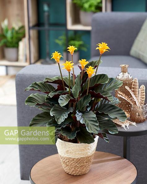 Calathea Plant, Painted Leaves, Garden Lovers, Tropical Plants, Farmer, Indoor Plants, Home Deco, House Plants, Flowers