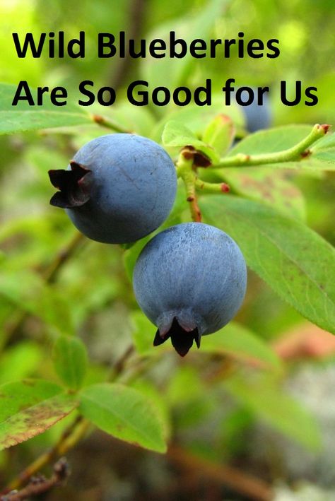 Why Are Wild Blueberries Are The Best? - Real Food for Life Blueberry Crumble Recipes, Fresh Juice Recipes, Acerola Cherry, Healthy Superfoods, Blueberry Juice, Blueberry Crumble, Wild Blueberries, Staying Healthy, Pomegranate Juice