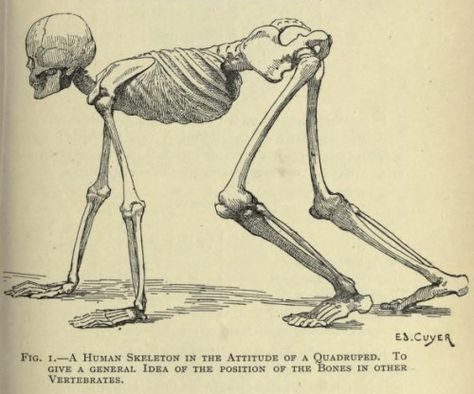 Fig. 1. Human skeleton in the attitude of a quadruped.  Artistic anatomy of animals. 1905. Human Osteology, General Anatomy, Artistic Anatomy, Drawing Characters, Skeleton Anatomy, Human Animal, Strange Creatures, Skeleton Drawings, Design Sculpture