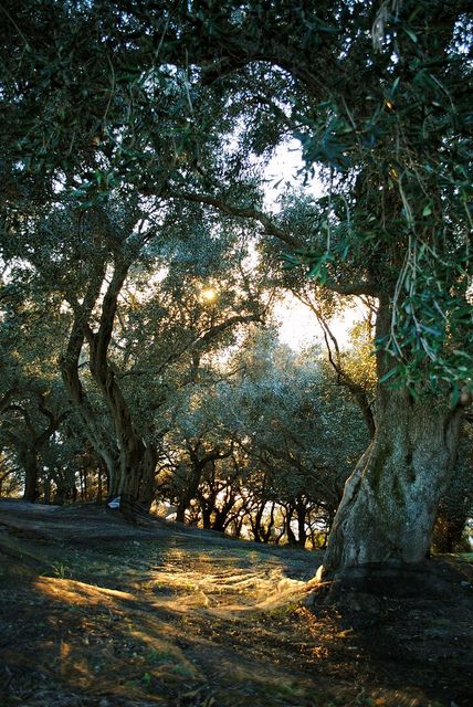 Olive tree orchard in Corfu Greece Tree Orchard, Corfu Island, Olive Grove, Corfu Greece, The Grove, Corfu, Olive Tree, Beautiful Tree, Greek Islands