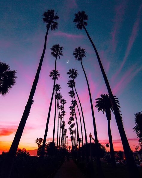 Los Angeles on Instagram: “(013/365) 🌴♥️✌️🌙🔮 - #california #losangeles #hbouthere #conquer_la #LAstory #hubwav #thehundredspanorama #theimaged #moodygrams…” #palmtrees #nature #photography Tree Tattoo Chest, Palm Tree Quotes, Los Angeles California Photography, Los Angeles Palm Trees, Tree Branch Tattoo, Neon Palm Tree, Hotel Bali, Tree Quotes, Palm Trees Wallpaper