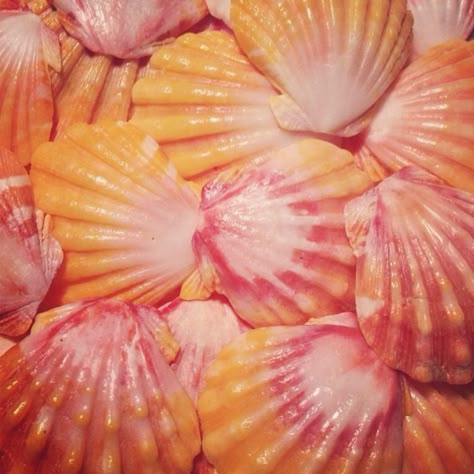 : Hawaiian Sunrise shells endemic to Hawaii Aesthetic Hawaii, Mermaid Aesthetic, She Sells Seashells, Malibu Barbie, Orange Beach, Summer Feeling, Summer Dream, Summer Girls, Summer Aesthetic