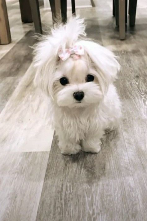 This is what a second chance can do for a dog. Fav Pet Dog, Toy Poodle Puppies White, Dog With Pigtails, Rain Hairstyles, White Yorkie, Poodle Puppy White, Cute White Dog, Cute White Dogs, Dogs White