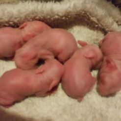 Newborn Bunnies, Farm Rabbits, Rabbit Nesting Box, Pregnant Rabbit, Breeding Rabbits, Pregnant Now What, Bottle Feeding Newborn, Rabbit Farming, Survival Knowledge