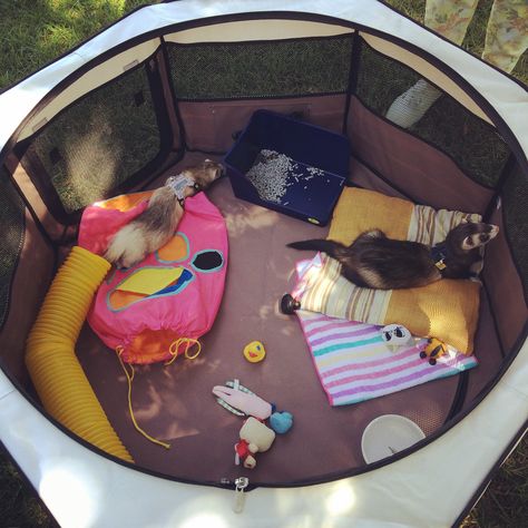 Foldable playpen for ferrets, L size. It's actually for dogs, but it's perfect for my little carpet sharks, with lots of space and easy to carry everywhere. We used it at a BBQ in a park, and they were comfortable and safe. It also has a mesh cover, not pictured here, to cover the playpen entirely, and to let fresh air circulate. Great for outdoors! #ferret Ferret Playpen, Ferret Room, Playpen Ideas, Ferret Diy, Ferret Ideas, Ferrets Care, Ferret Toys, Ferret Stuff, Ferret Cage