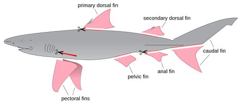 shark extinction infographic - Google Search Shark Finning, Fish Fin, Shark Conservation, All About Sharks, Hammerhead Shark, Shark Fin, Japanese People, Ocean Life, 14th Century