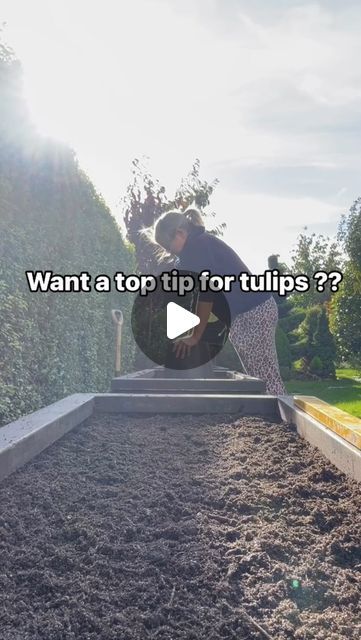 Nichola Ruben on Instagram: "MY TOP TIP FOR TULIPS : 
Beautiful for sure , but I get asked a lot …
what next ?? 

You are definitely going to want to save this post - especially if , like me , you are pushed for space . 

 
🌷tulip bulbs love the goodness from the foliage to die down naturally for sustenance. 
🌷when the petals fall , cut the flower tops off to deter seeding . 
🌷grids from plastic webbing laid above and below your bulbs , help to keep the growing block together. I cut mine to the shape of the planting hole . 
🌷when I need the space , I can easily lift them as one block , transferring the whole block to a shaded area usually behind the shrubbery . Water periodically until the foliage turns white . 
🌷the gridding also helps them grow upright , just feed them through as th Tulips In Raised Beds, Tulip Garden Ideas Front Yards, When To Cut Back Tulips, Where To Plant Tulips In Yard, Tulip Tunneling, Best Place To Plant Tulips, Tulips Garden Design, Front Yard Flowers, Yard Flowers