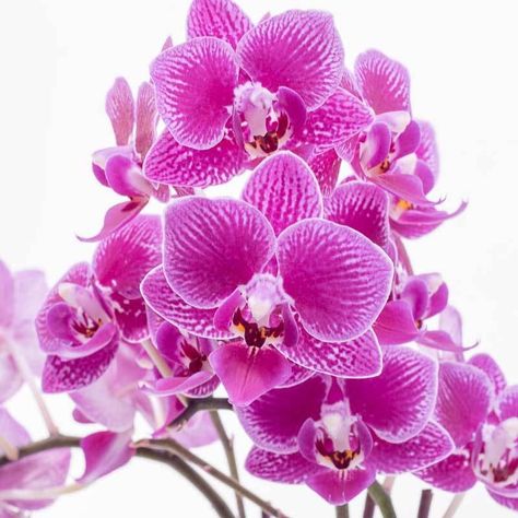 Orchid Flower: Meaning & Symbolism Flower Meanings, Purple Orchids, Phalaenopsis Orchid, Chocolate Bouquet, Vase Arrangements, Orchid Plants, Birthday Treats, Flower Stands, Plant Gifts