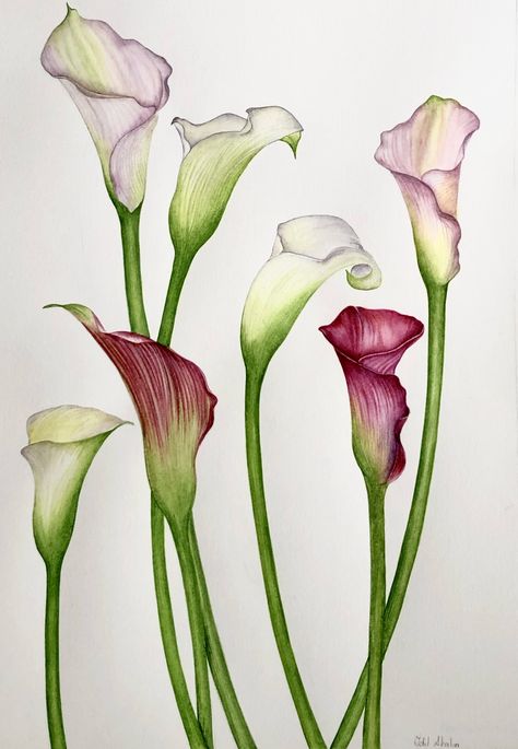 Calla Lilies Drawing, Cala Lily Drawings, Calla Lily Drawing, Calla Lily Painting, Calla Lily Art, Cala Lillies, Lilies Drawing, Purple Calla Lilies, Calla Lily Flowers