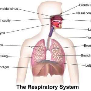 Essential Oils For Asthma, Human Respiratory System, Natural Asthma Remedies, Sistem Pencernaan, Asthma Remedies, Asthma Relief, Asthma Inhaler, Chest Congestion, Asthma Symptoms